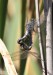 vážka černořitná (Vážky), Orthetrum cancellatum, Anisoptera (Odonata)